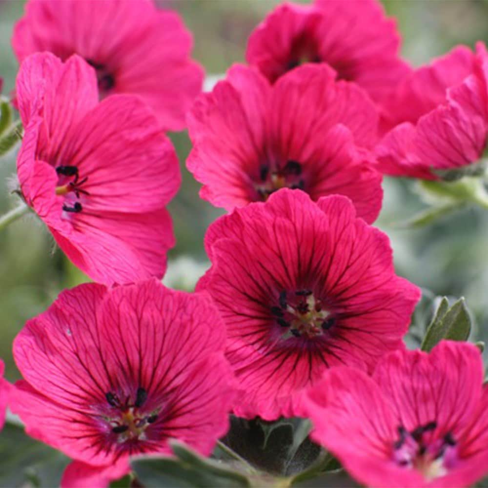 <i>Geranium</i> (Cinereum Group) <b class=small-caps>Jolly Jewel Raspberry</b> ('Noortjjrab)