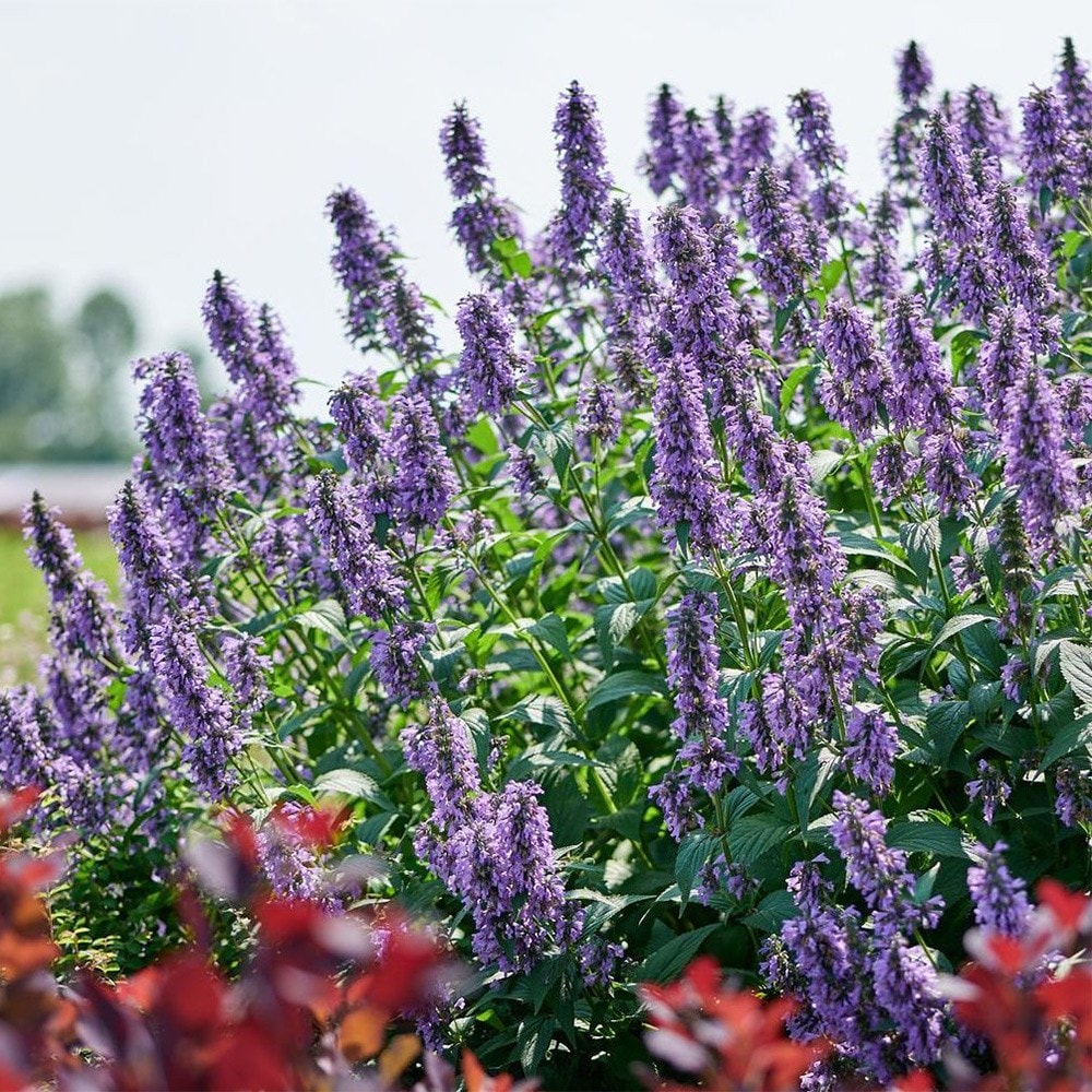 <i>Nepeta<i> <b class=small-caps>Magical Mr Blue Sky</b> ('Bocombsky) (PBR)