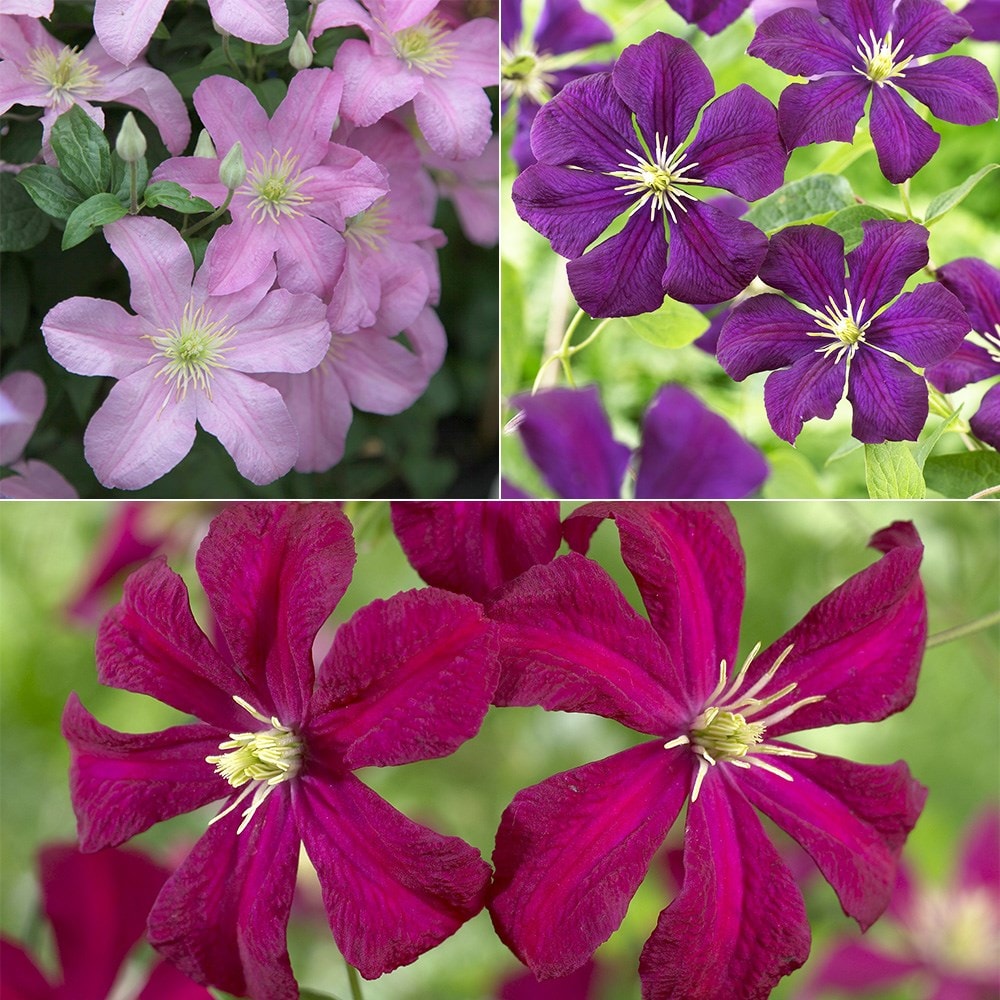 Award-winning late-summer flowering clematis collection