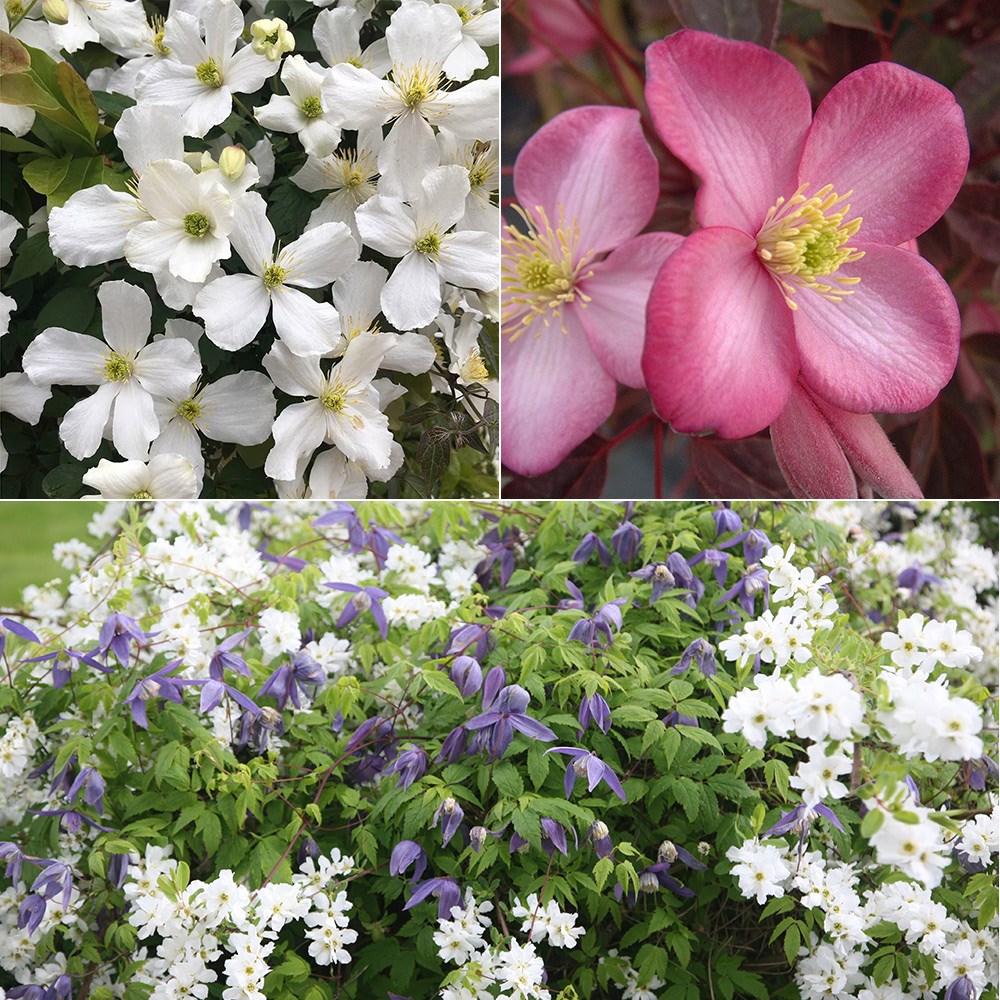 Product options image