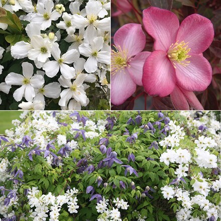 Award-winning spring flowering clematis collection