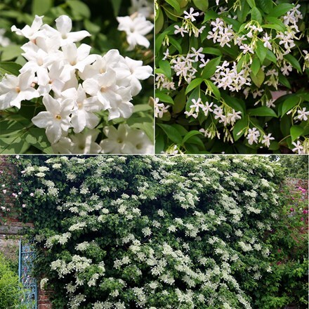 Award-winning wall shrub collection