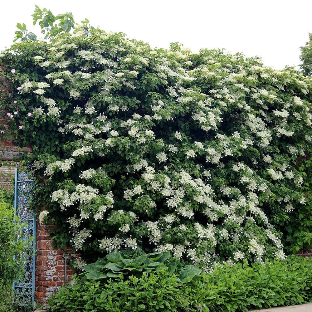 Award-winning wall shrub collection