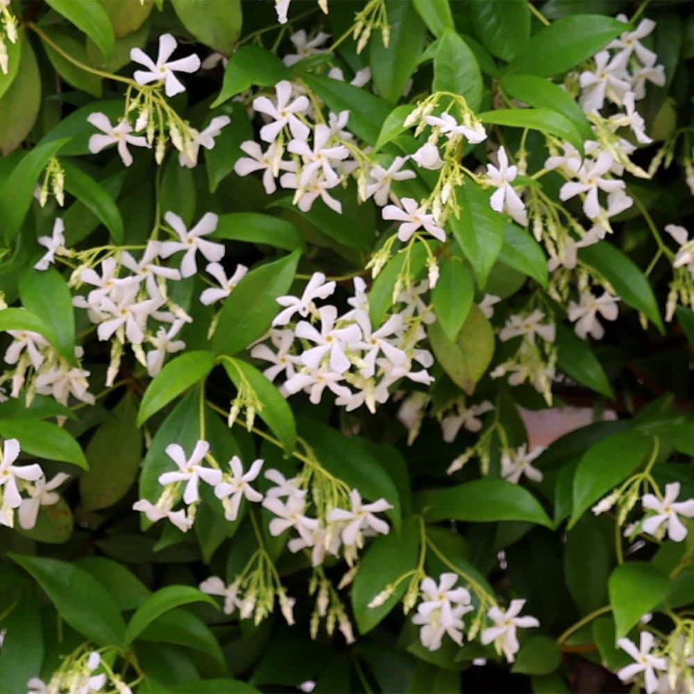 Award-winning wall shrub collection