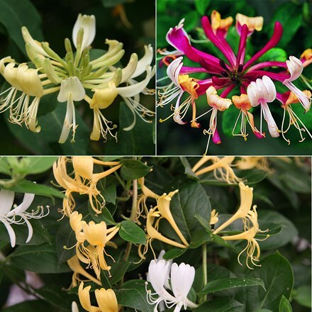 Award-winning honeysuckle collection