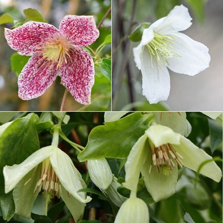 Winter flowering clematis collection