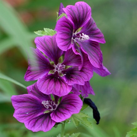 Malva sylvestris mauritiana