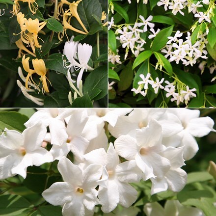 Award-winning fragrant climber collection