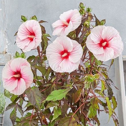 Hibiscus moscheutos Carousel Pink Candy ('Tahi12')(PBR)