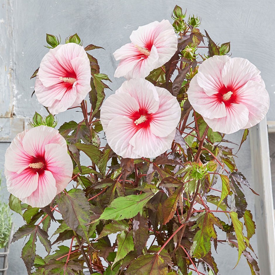 rose mallow