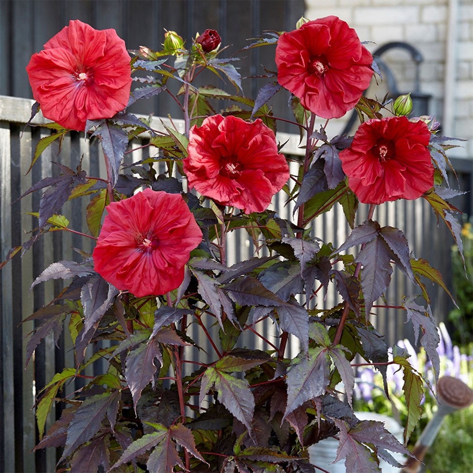 rose mallow