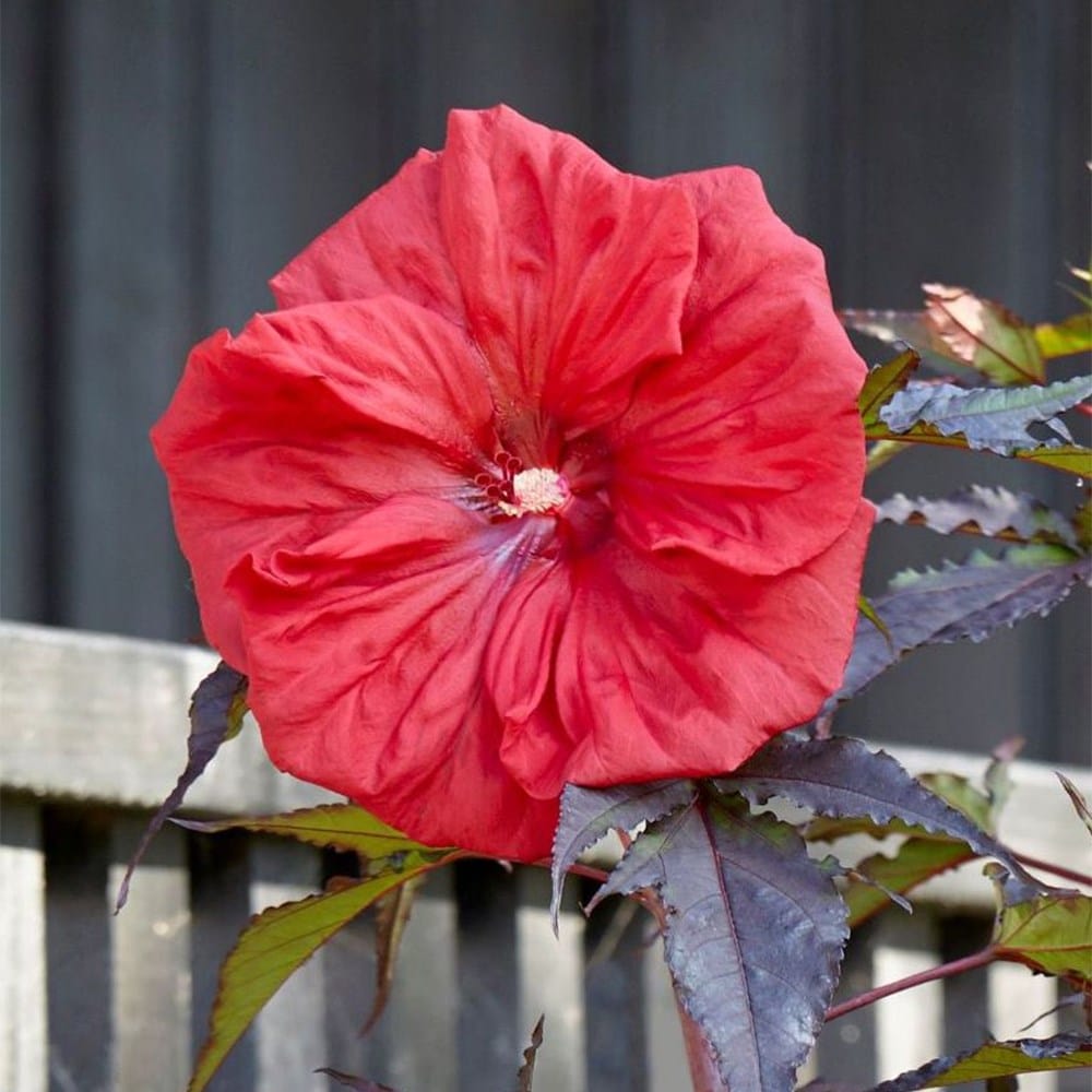 <i>Hibiscus moscheutos</i> <b class=small-caps>Carousel Red Wine</b> (Tahi61') (PBR)