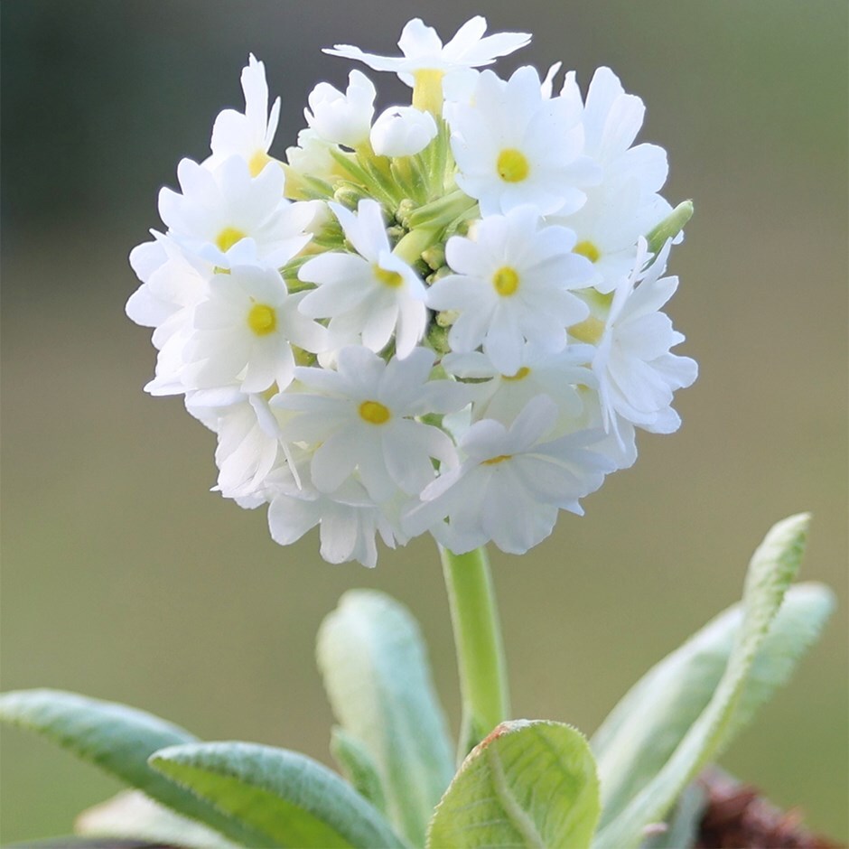 <I>Primula denticulata</I> var. <I>alba</I>