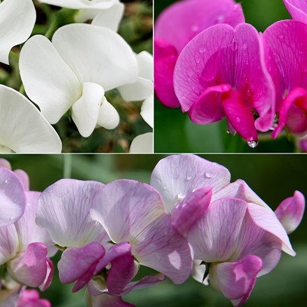 Lathyrus latifolius collection