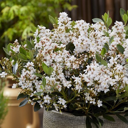 Rhaphiolepis indica White Cloud (PBR)
