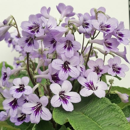 Streptocarpus Betty