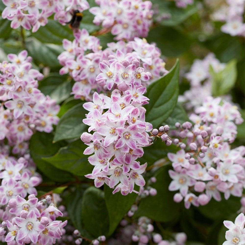 <i>Deutzia</i> Prettistars <b class=small-caps>Pink Cloud</b> (PBR)