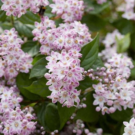 Deutzia Prettistars Pink Cloud