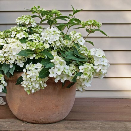 Hydrangea Fairytrail White ('WNHYDFBVYWMH') (PBR) (Fairytrail Series)