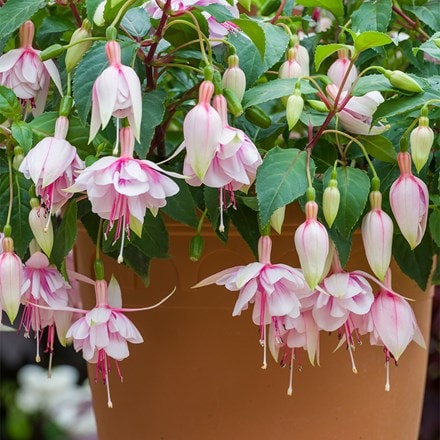 Fuchsia Patio Dancers Mambo (Patio Dancer Series)
