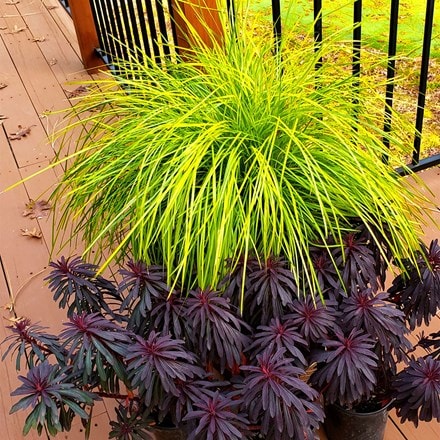 Lomandra longifolia Miner's Gold ('KM-MG24') (PBR)