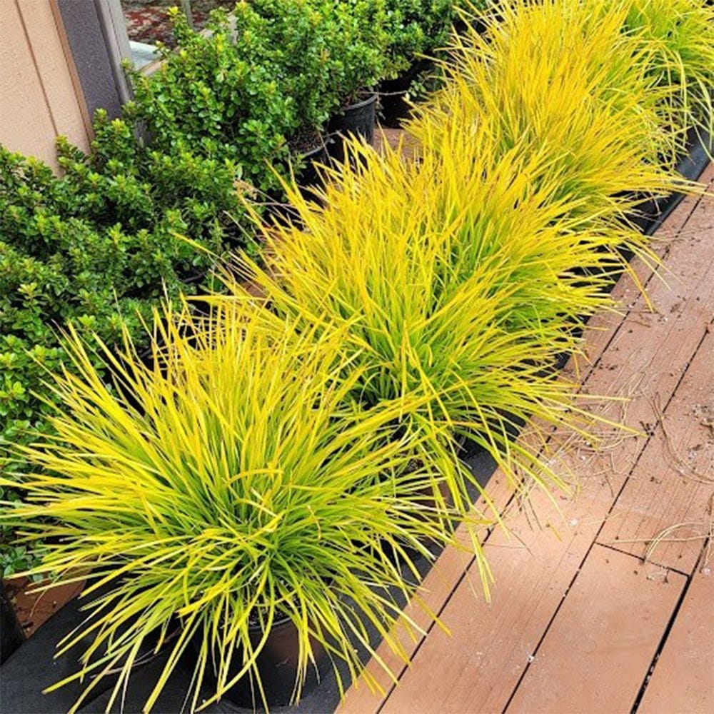 <i>Lomandra longifolia</i> 'Miner's Gold ('KM-MG24') (PBR)'