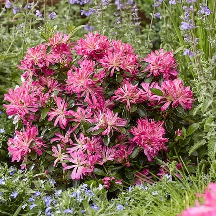 Rhododendron molle subsp. japonicum Pink Star ('Mapo 2') (PBR)