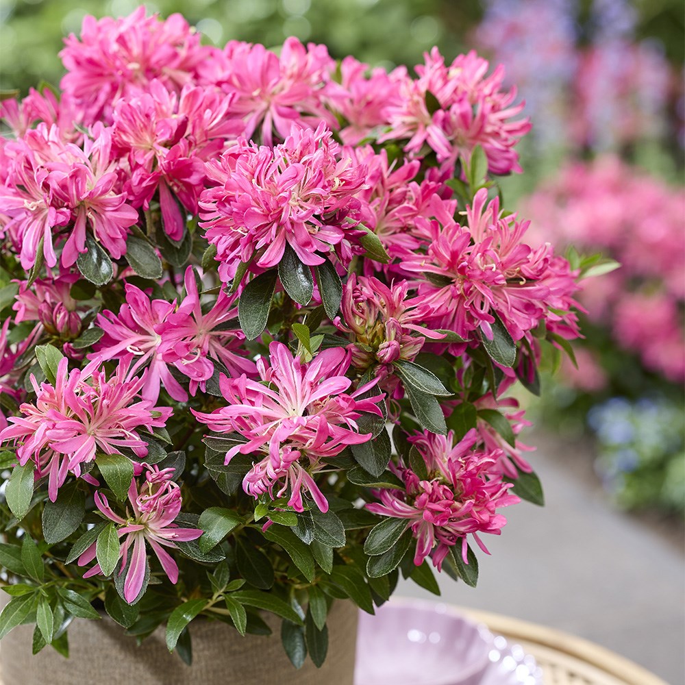 <i>Rhododendron molle</i> subsp.<i> japonicum</i> <b class=small-caps>Pink Star</b> ('Mapo 2') (PBR)