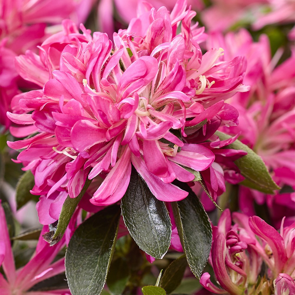 <i>Rhododendron molle</i> subsp.<i> japonicum</i> <b class=small-caps>Pink Star</b> ('Mapo 2') (PBR)