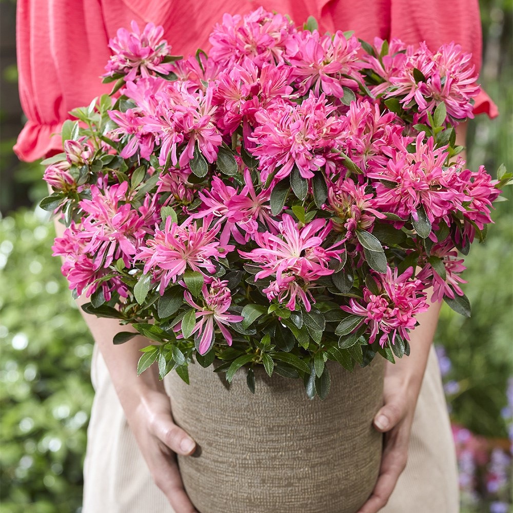 <i>Rhododendron molle</i> subsp.<i> japonicum</i> <b class=small-caps>Pink Star</b> ('Mapo 2') (PBR)