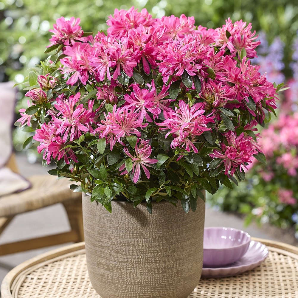 <i>Rhododendron molle</i> subsp.<i> japonicum</i> <b class=small-caps>Pink Star</b> ('Mapo 2') (PBR)