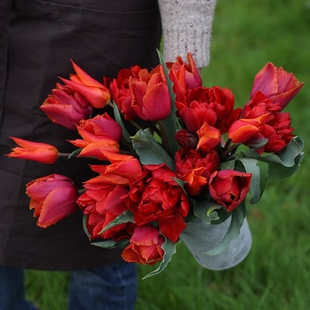 Award winning sunset tulip collection