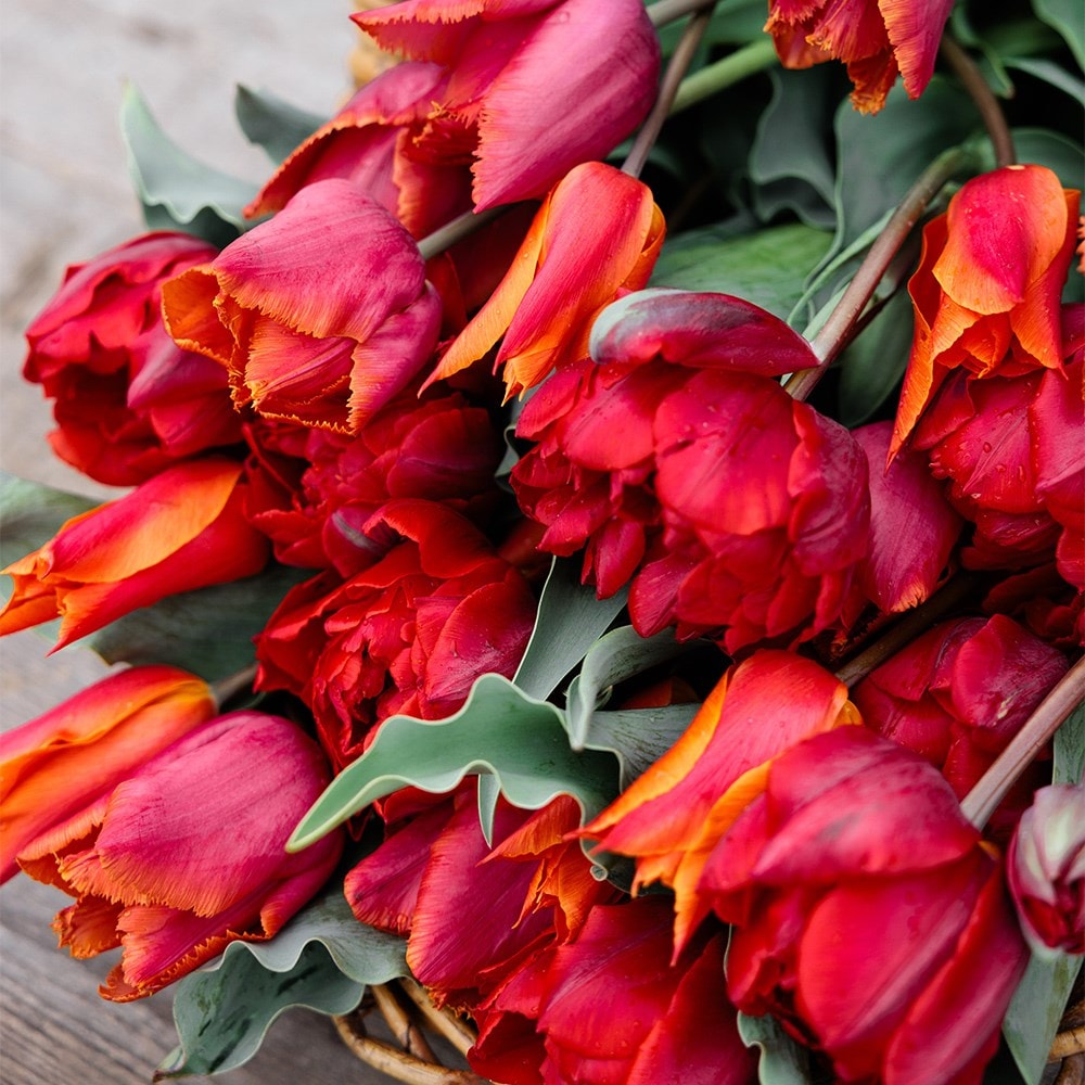 Award-winning sunset tulip collection