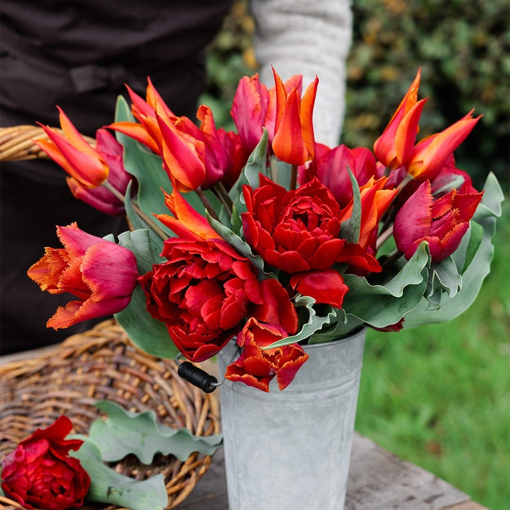 Award-winning sunset tulip collection