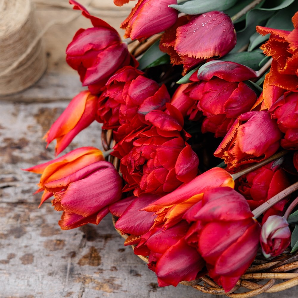 Award-winning sunset tulip collection