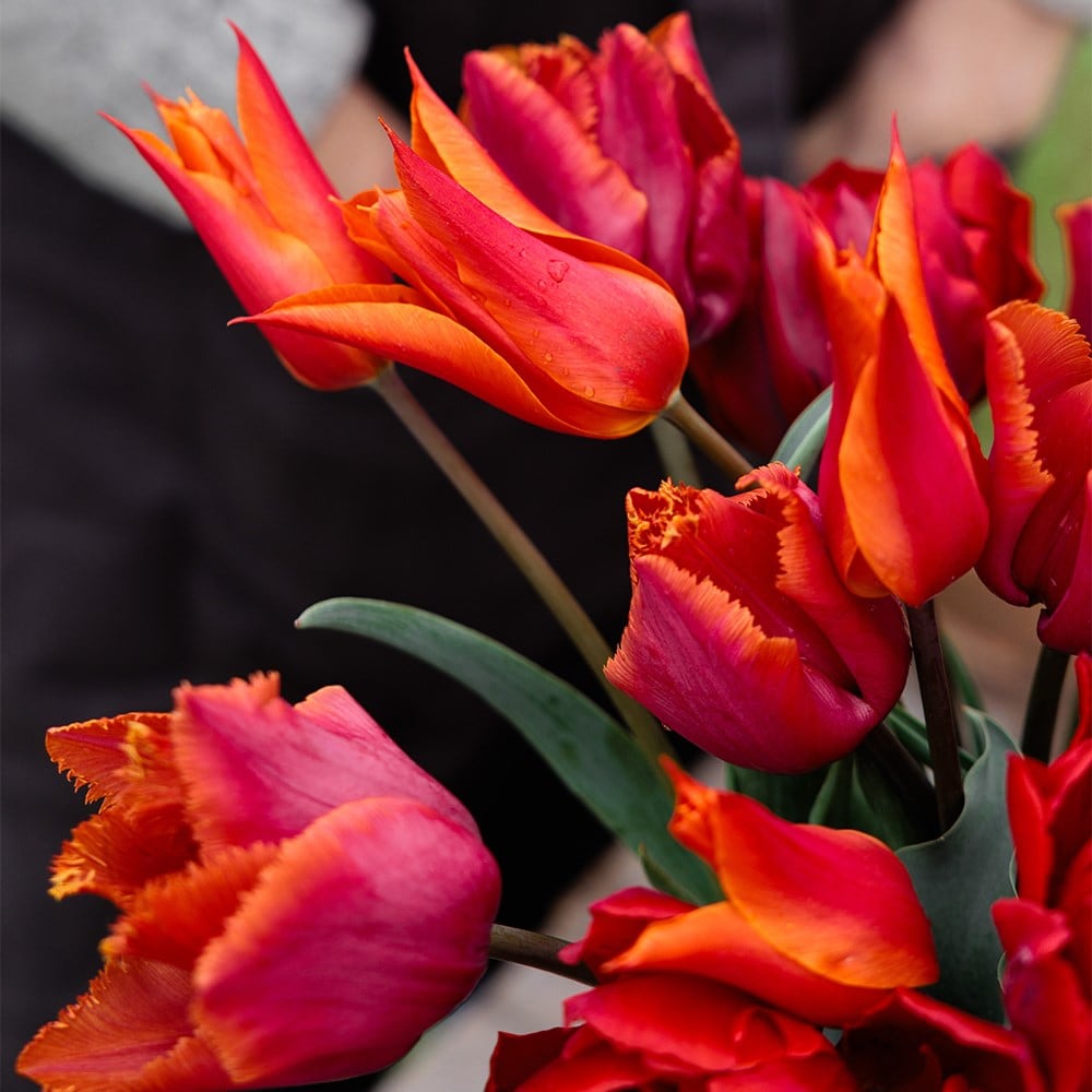 Award-winning sunset tulip collection
