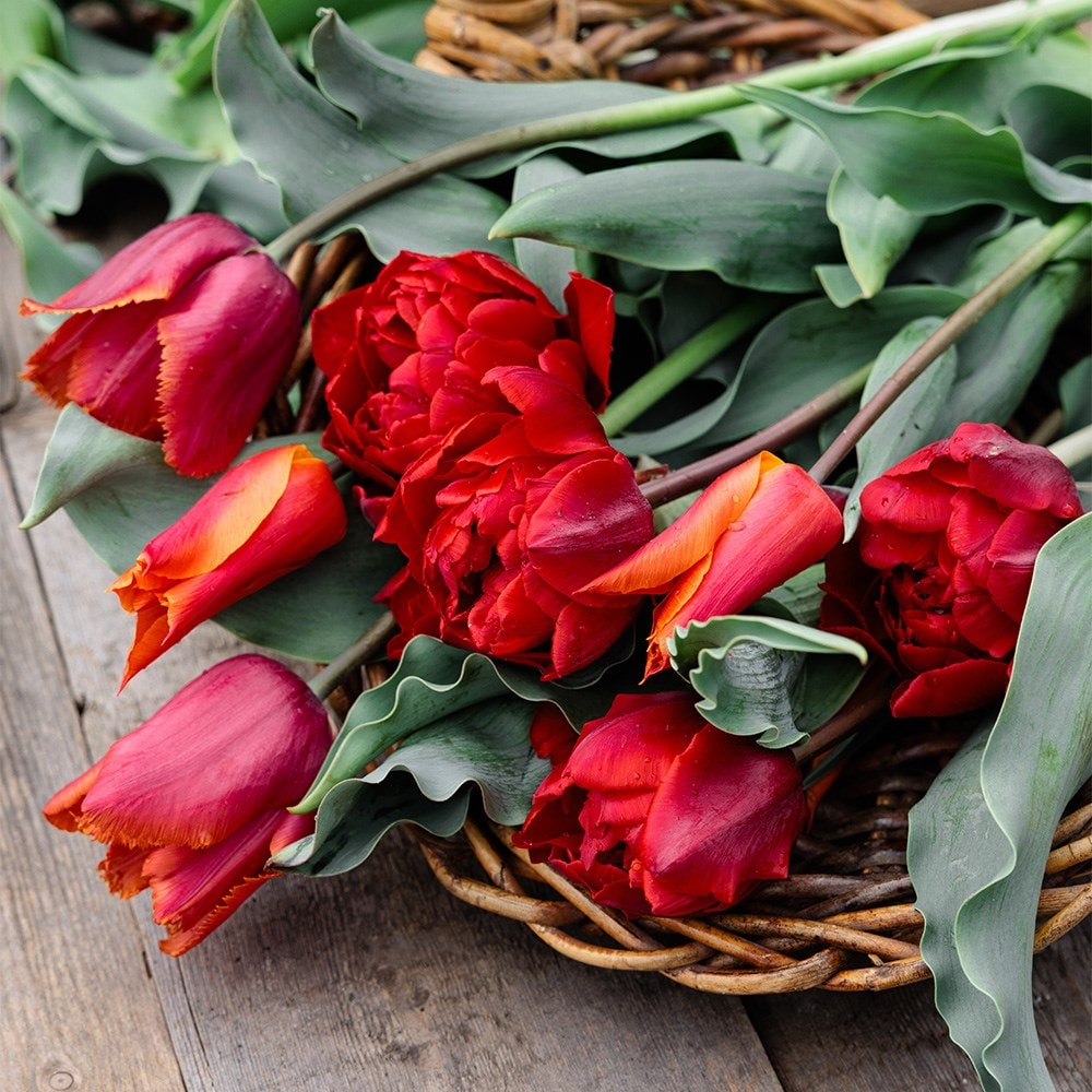 Award-winning sunset tulip collection
