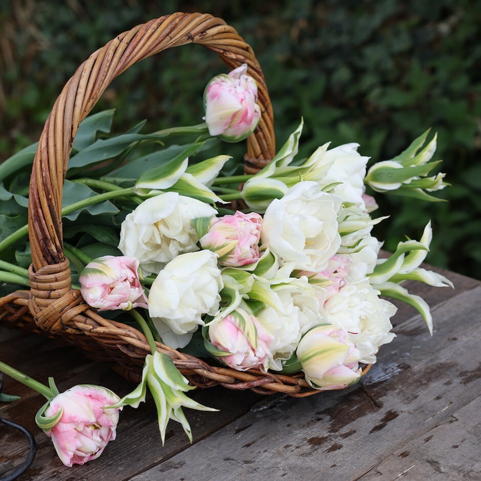 tulip collection