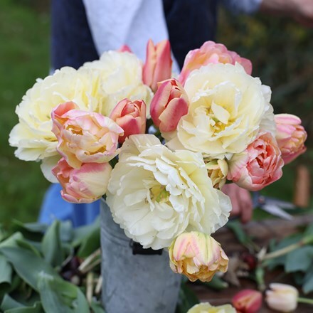 Rhubarb and custard tulip collection