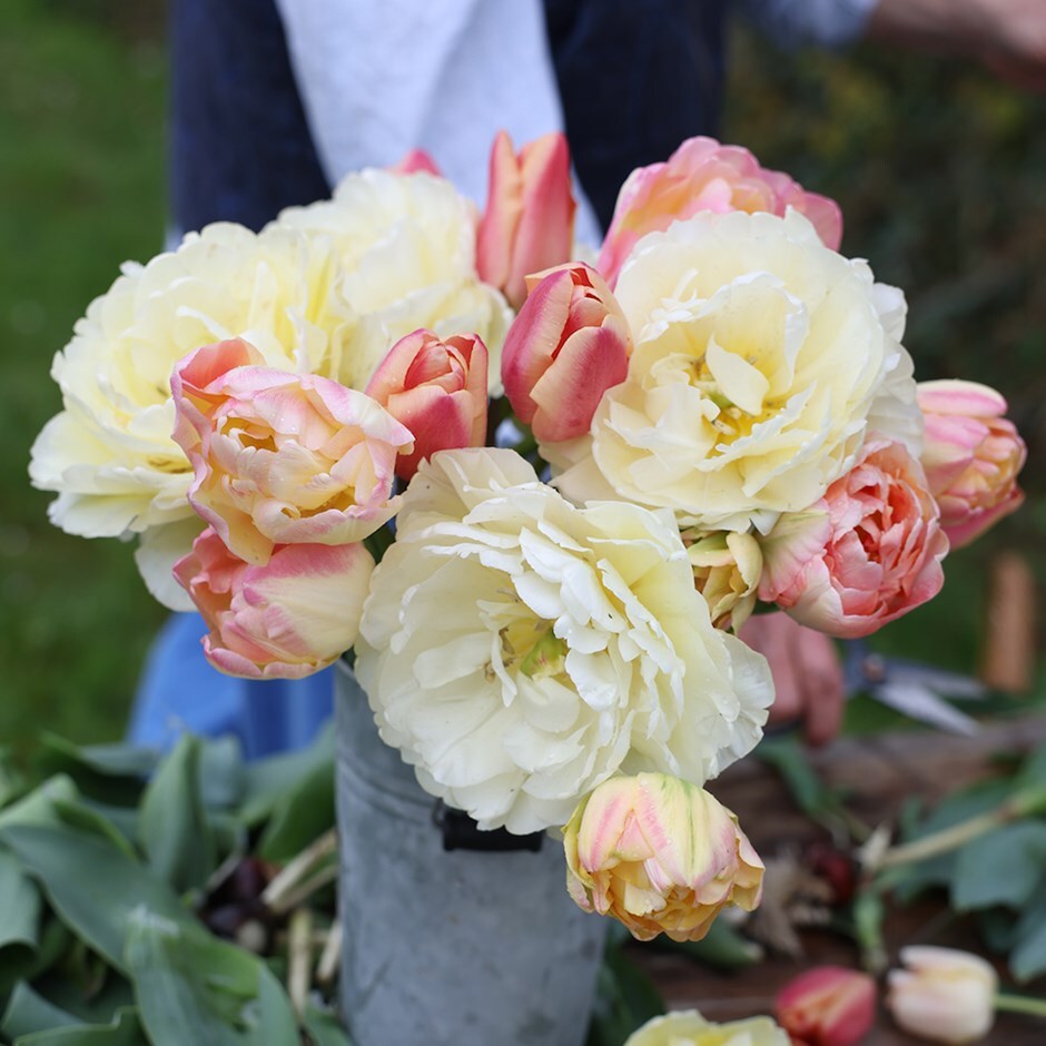 Rhubarb and custard tulip collection