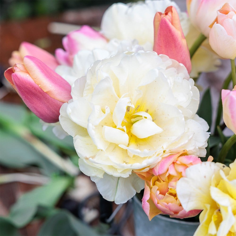 Rhubarb and custard tulip collection