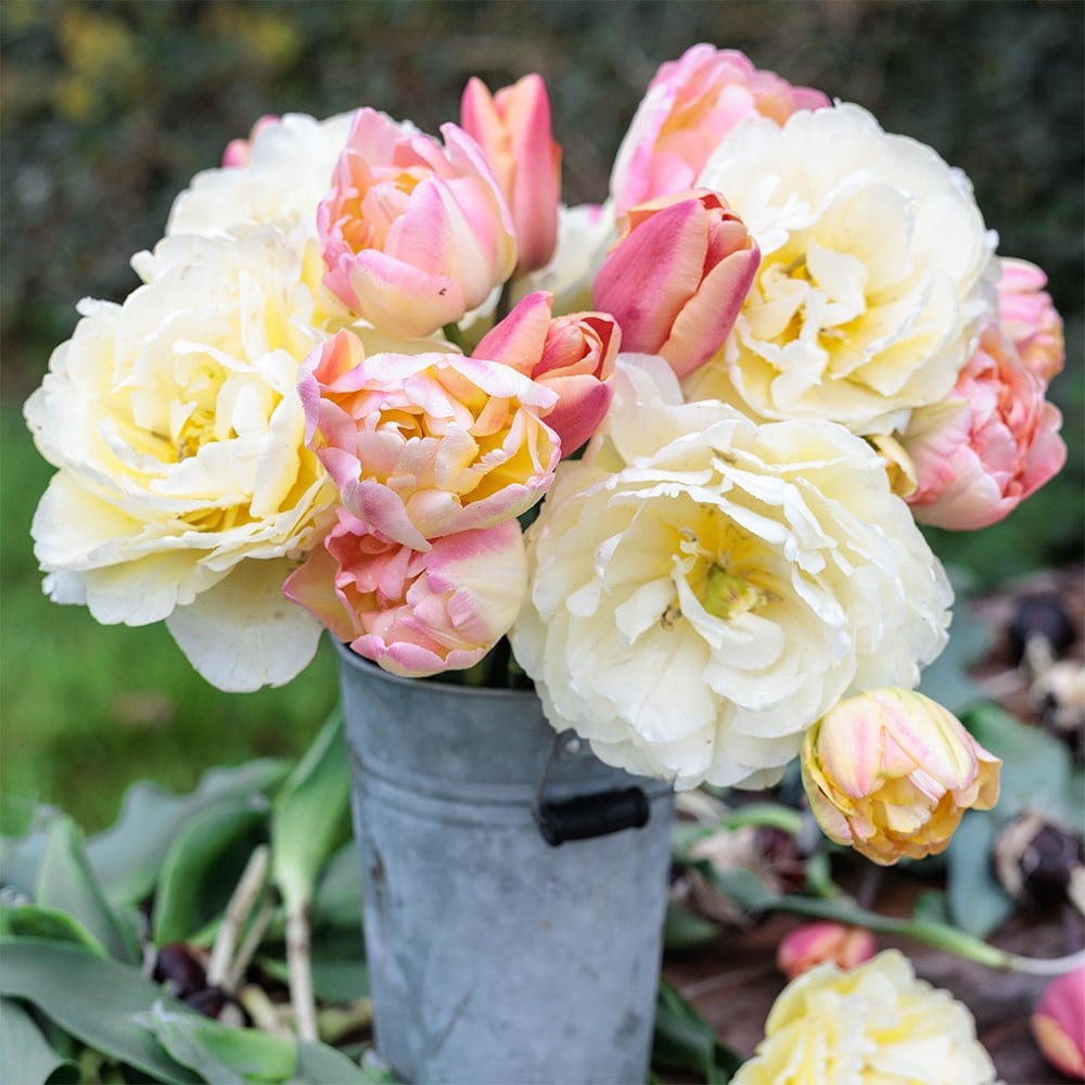 Rhubarb and custard tulip collection