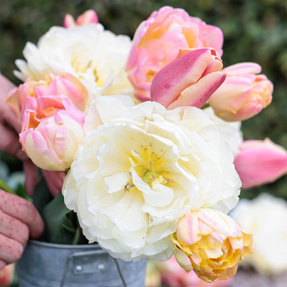Rhubarb and custard tulip collection