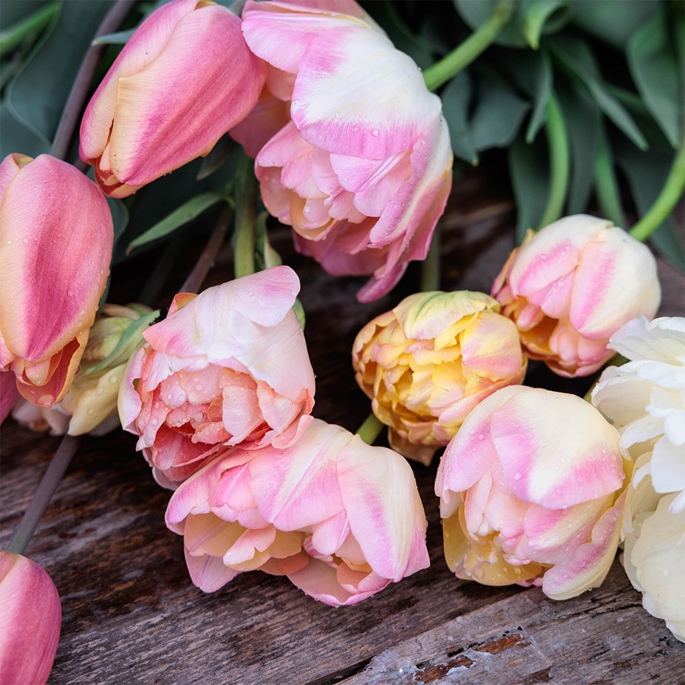 Rhubarb and custard tulip collection