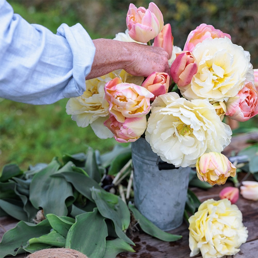 Rhubarb and custard tulip collection