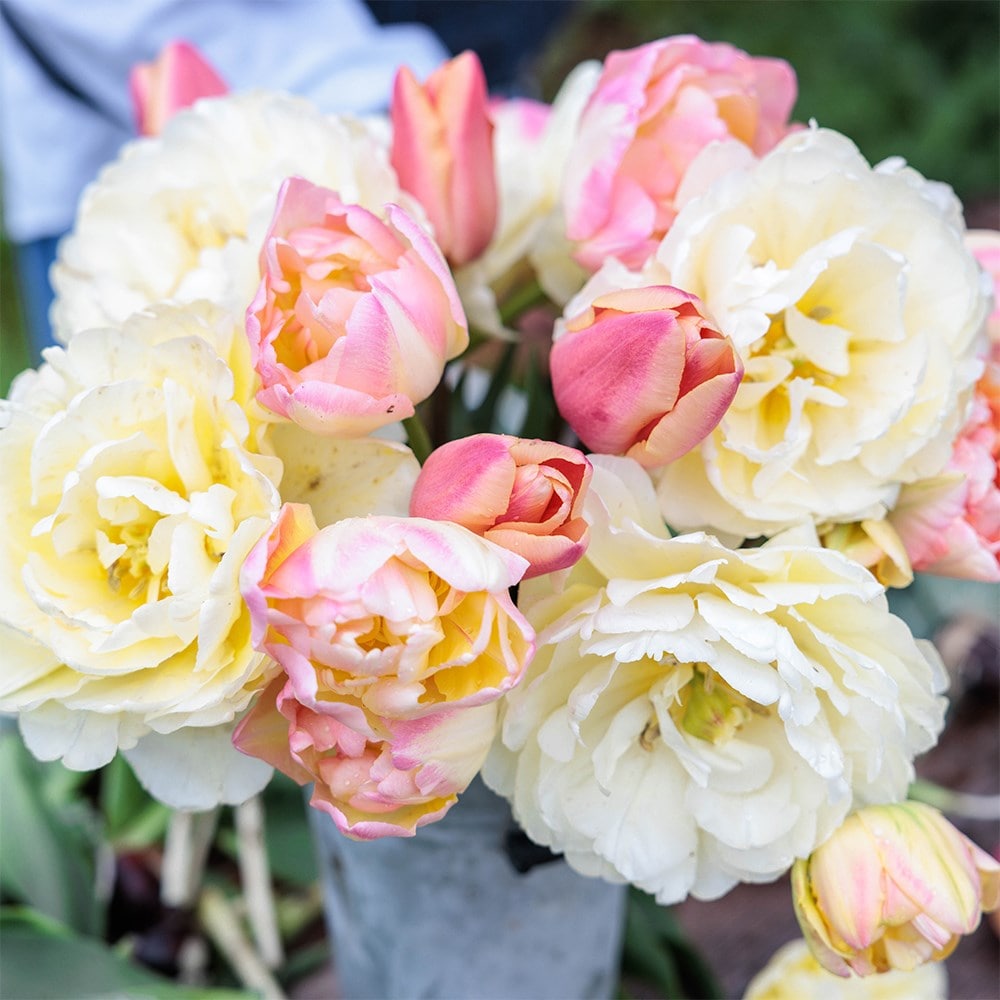 Rhubarb and custard tulip collection