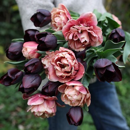 La reine de La belle tulip collection