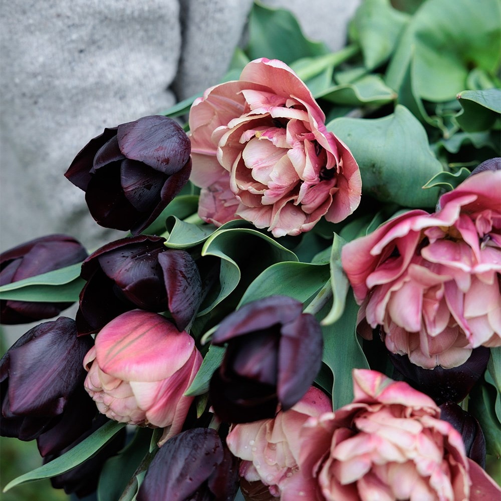 La reine de la belle tulip collection