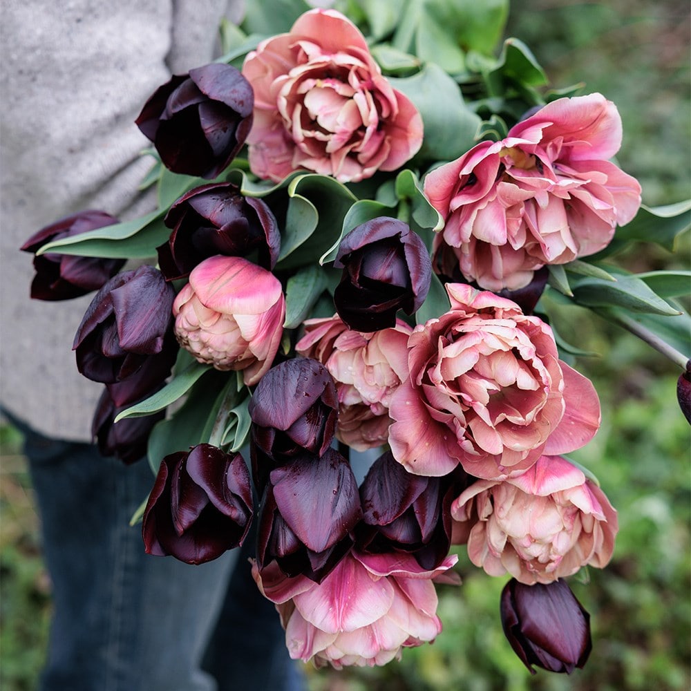 La reine de la belle tulip collection