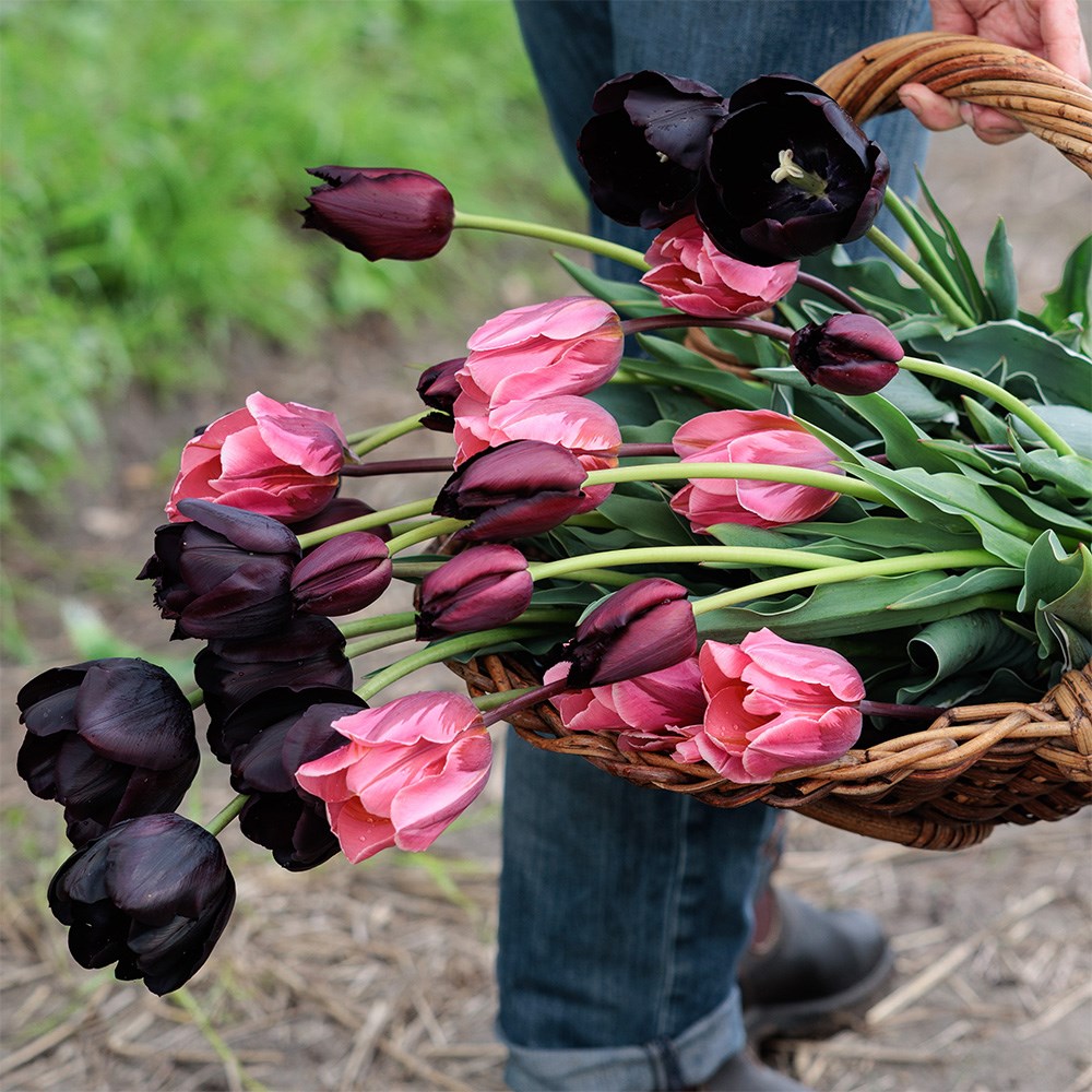 Product options image